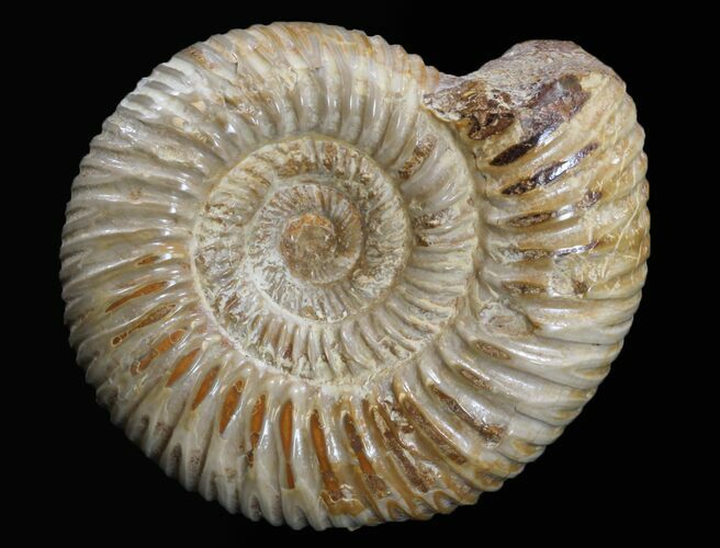 Perisphinctes Ammonite Fossil - Jurassic #34075